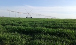 Полив сельскохозяйственных полей круговыми оросительными системами Пивот (Pivot) залог отличного урожая!