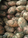 Благодаря поливу удалось вырастить отличный картофель